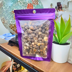 Moringa Seeds – 120-130 Count